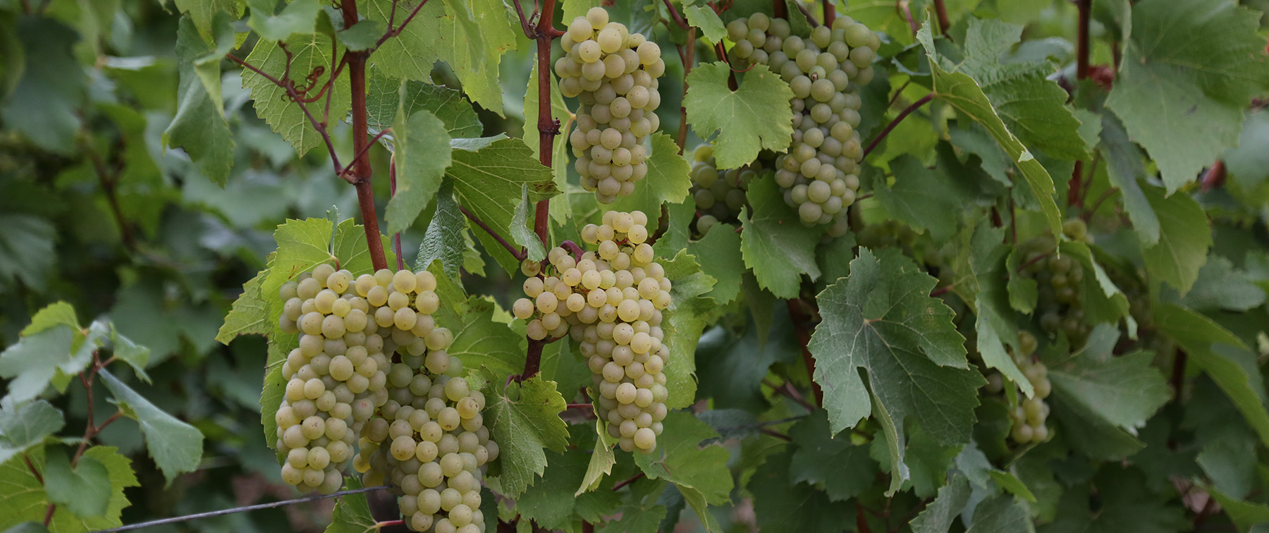 La vie au Domaine Roger Lustig - Grappes Vignes Cépage Chardonnay